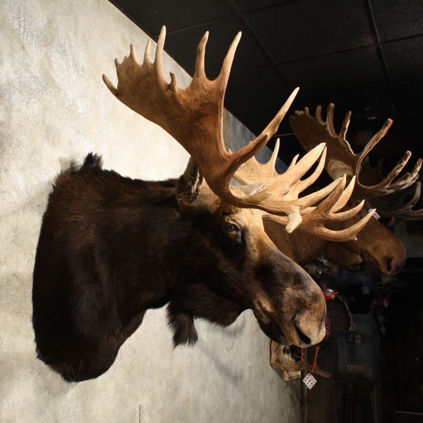 11004 E Alaskan Moose Shoulder Taxidermy Head Mount eBay
