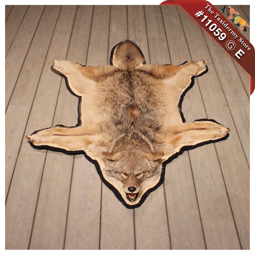 11059 E North American Coyote Taxidermy Rug Mount