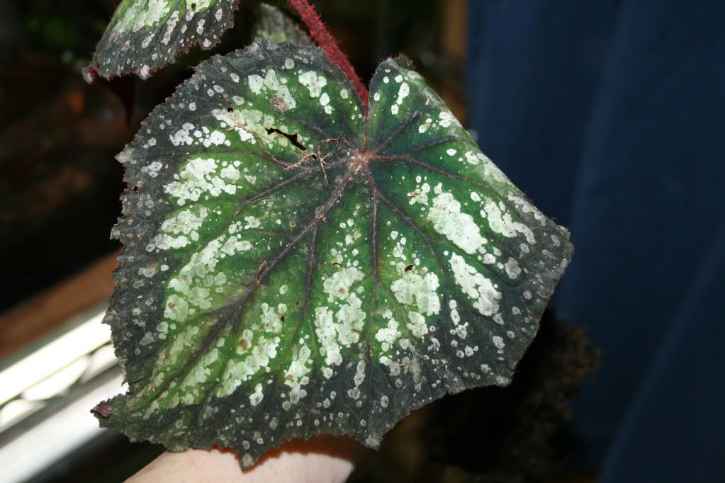 [Image: begonia2.jpg]