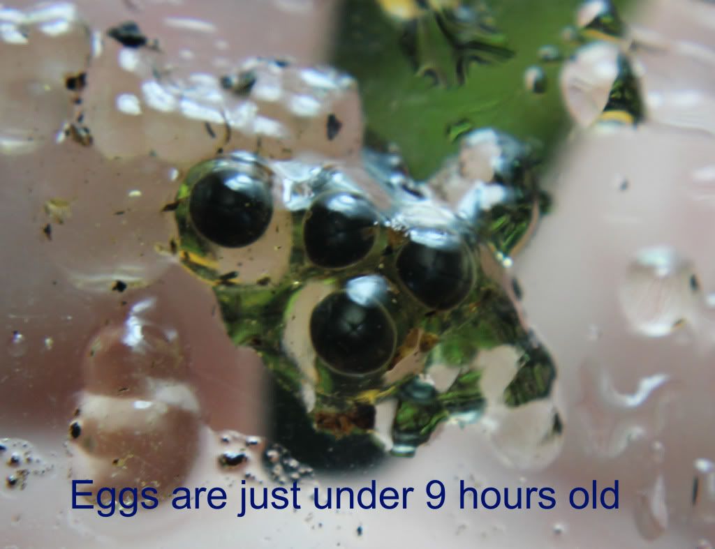 [Image: eggs3.jpg]