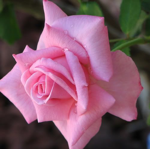 pink rose photo: Pink Rose rose7.jpg