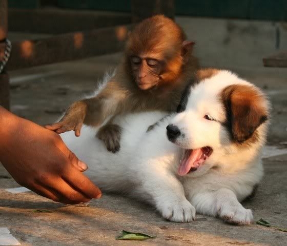 sir_no_touching_dog_please_monkey.jpg