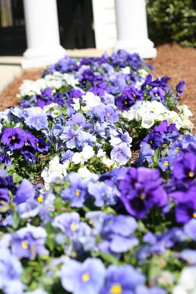 pansies