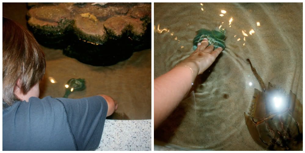 aquarium touch pool