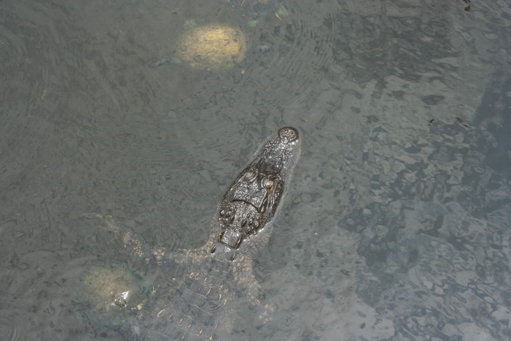 alligator in the water