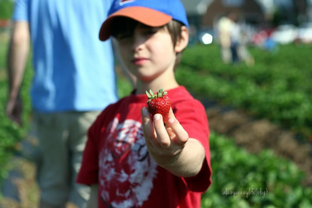  photo StrawberryPicking2013-032_zps98d4eb30.jpg