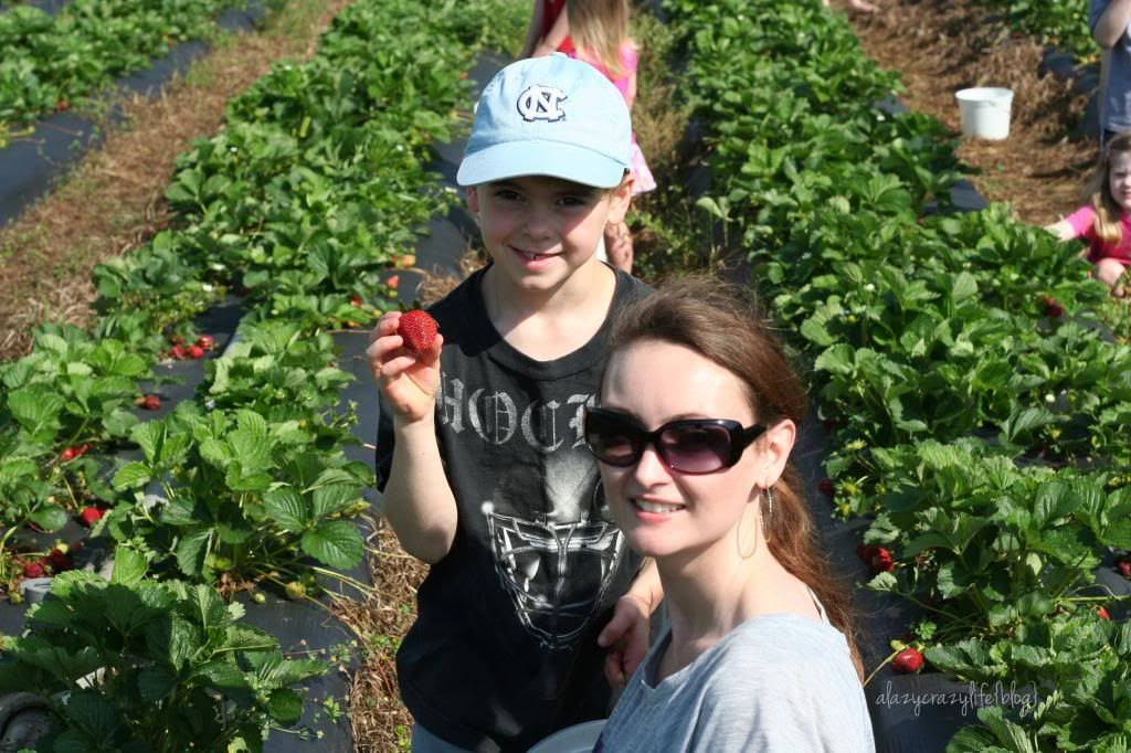  photo StrawberryPicking2013-042_zpsa3ed0738.jpg