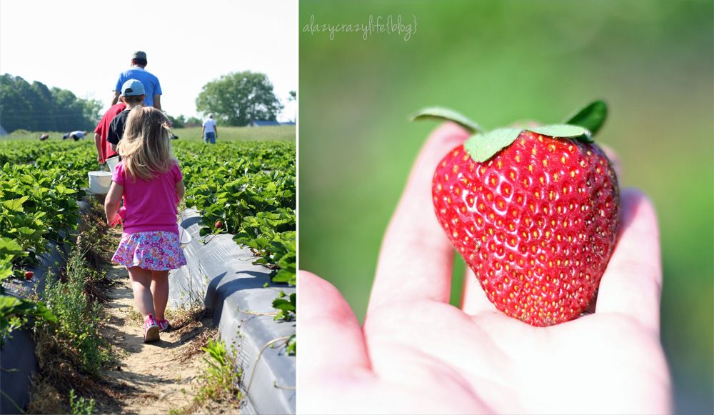  photo StrawberryPicking2013_collage1_zps171c405d.jpg