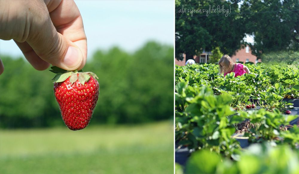  photo StrawberryPicking2013_collage2_zps95db7fe6.jpg