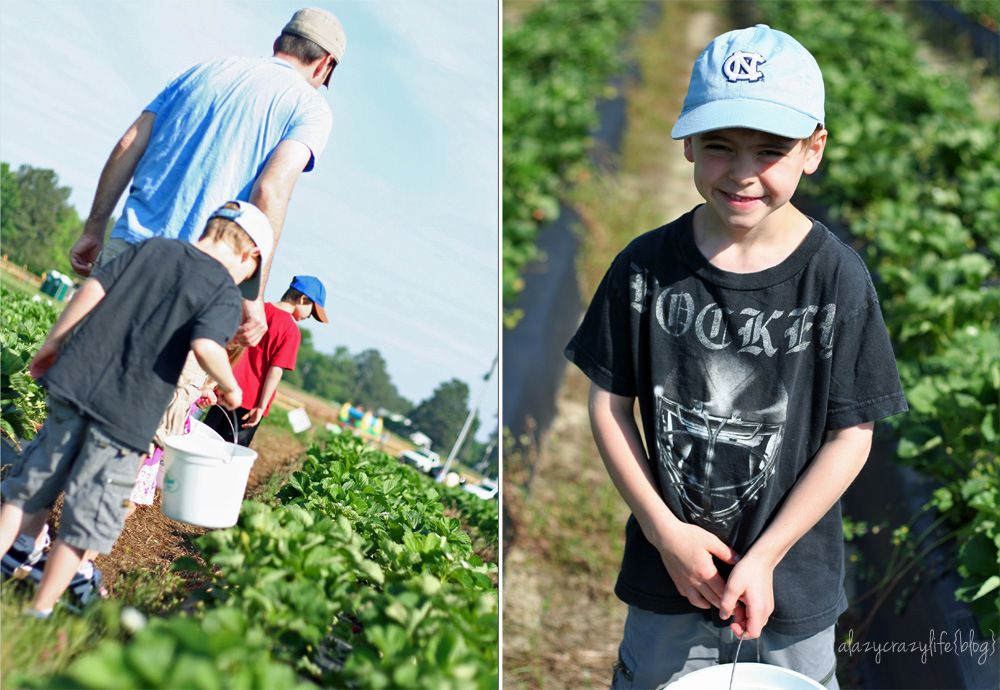  photo StrawberryPicking2013_collage4_zps89c7128e.jpg