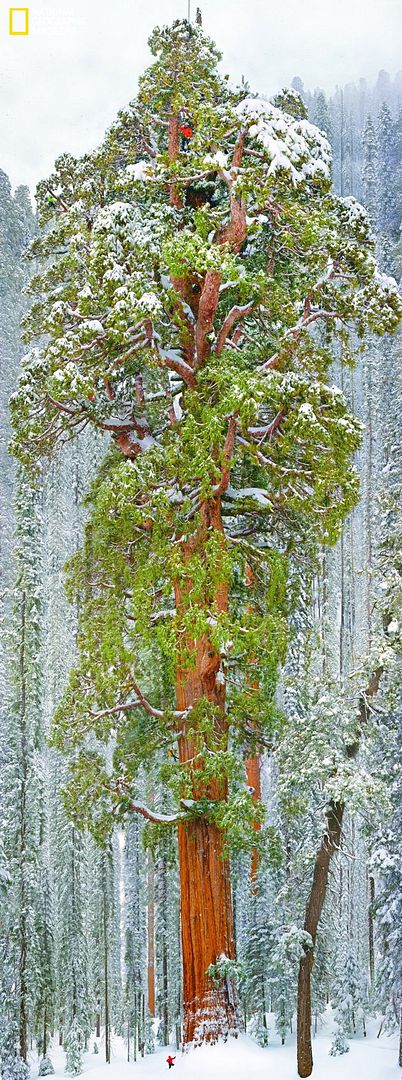 10-sequoia-ngm-december-2012-jpg_154604.jpg