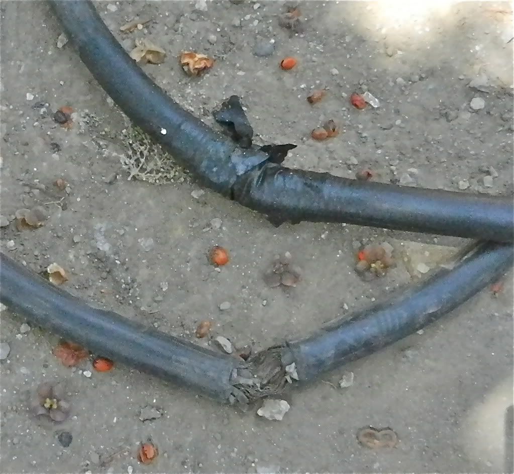 DSCN4992.jpg