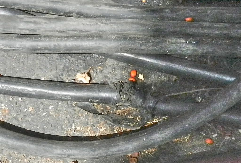 DSCN4993.jpg