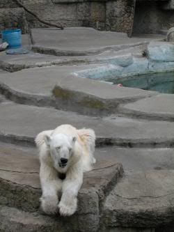 Polar_Blog_1250x333.jpg