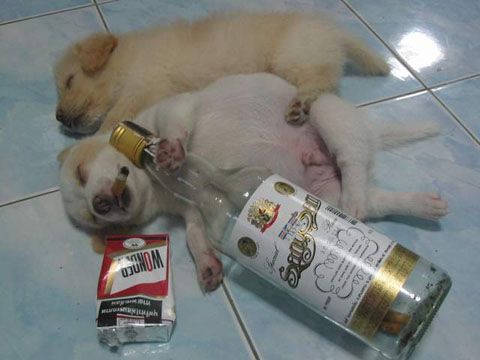 dog_zps8d47c53b.jpg