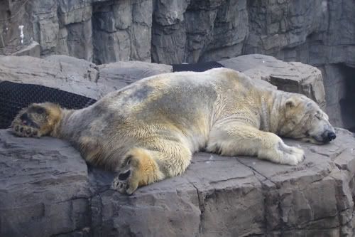 hot-polar-bear.jpg