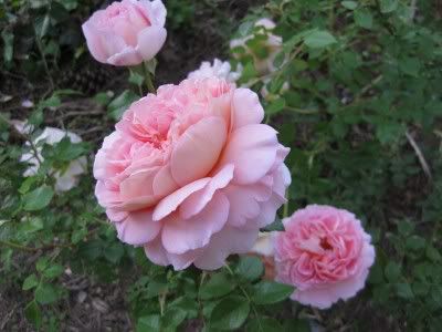 abraham darby