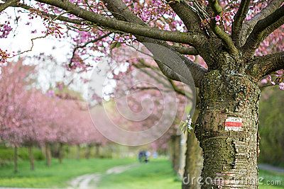 walkway-garden-japanese-cherry-trees-white-red-white-line-marking-route-tree-73657599_zpsezpqy7y9.jpg