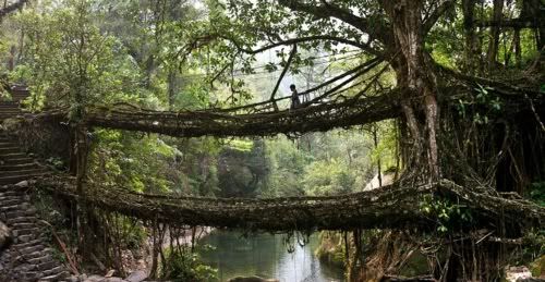 tree bridge Pictures, Images and Photos