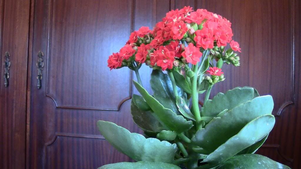 photo FloresdiadaMae_zps3eb83677.jpg