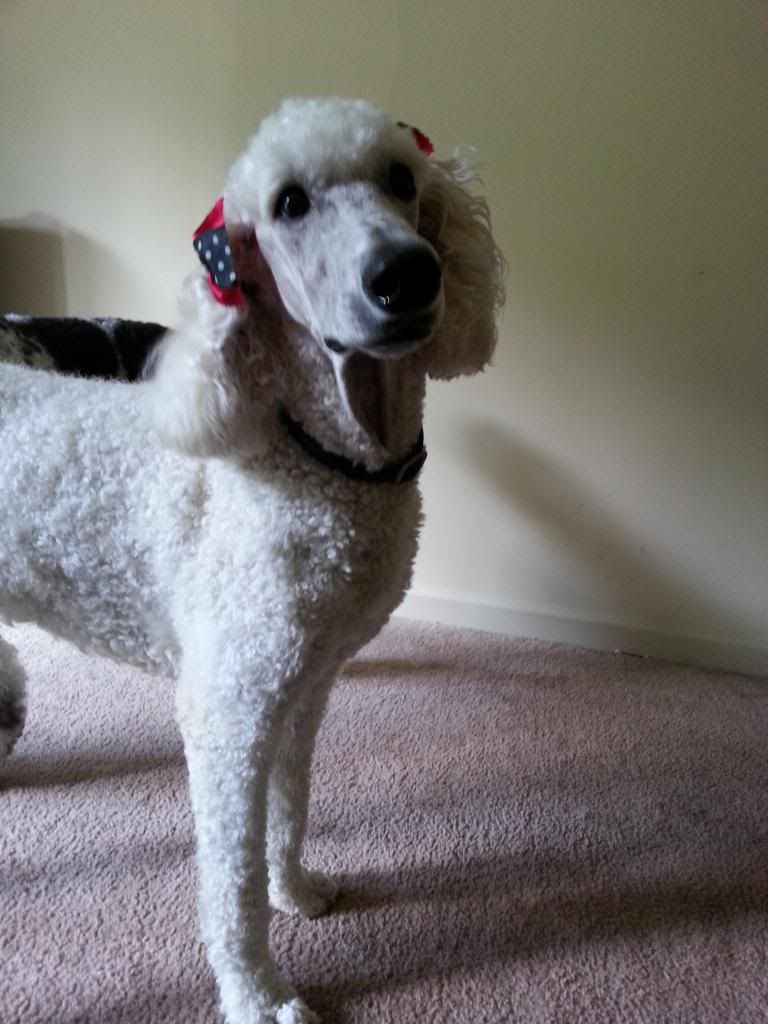 Where exactly do you put ear bows? Poodle Forum Standard Poodle