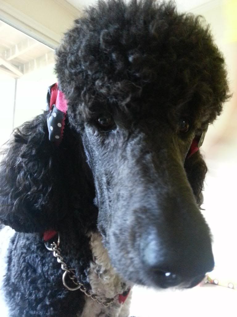 Where exactly do you put ear bows? Poodle Forum Standard Poodle