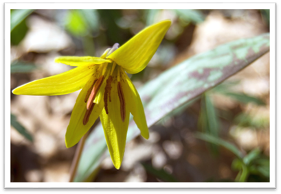photo wildflower_zps4679b8e9.png