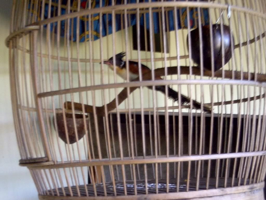 Balasan Dari Yang Tanya Masuk Sini Semua Burung Kaskus