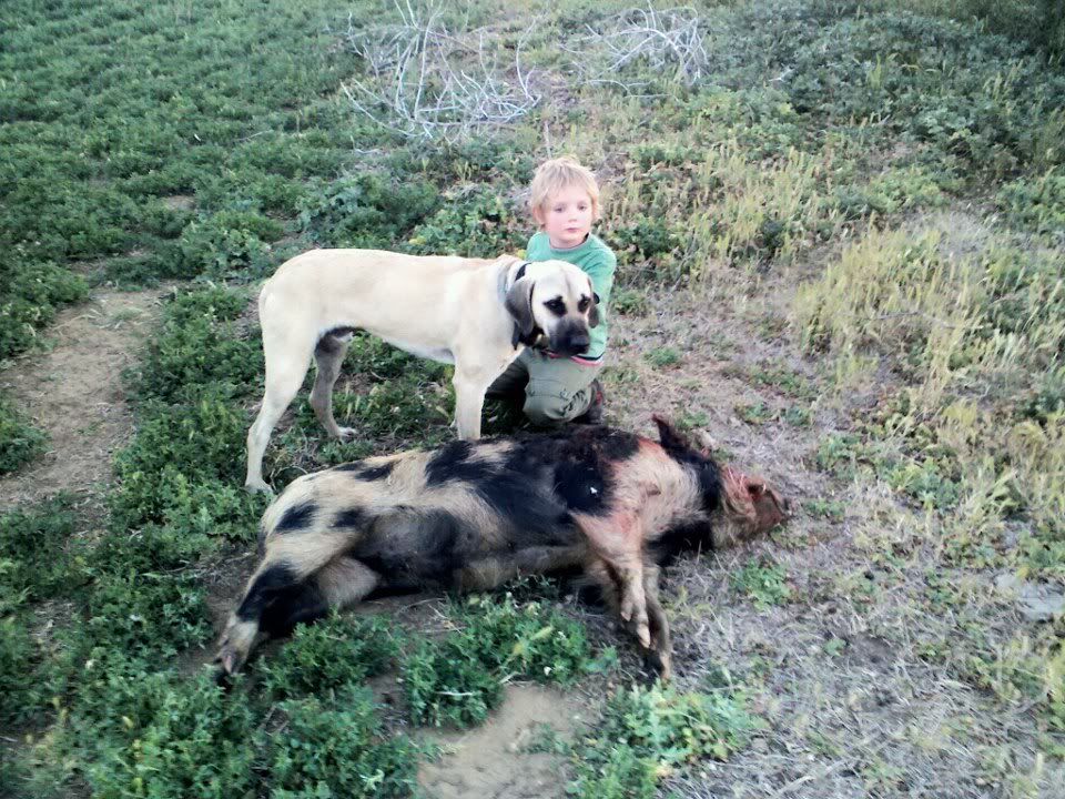 Black Mouth Cur Pup And Boar