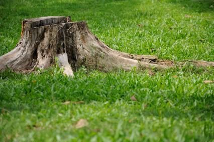 QuickQuid Payday Loans Stump Removal Tree