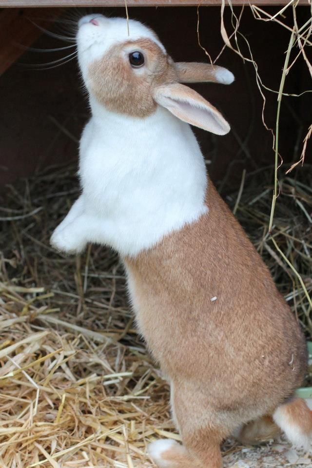 Rehomed Ginger female orange Dutch Rabbits United Forum