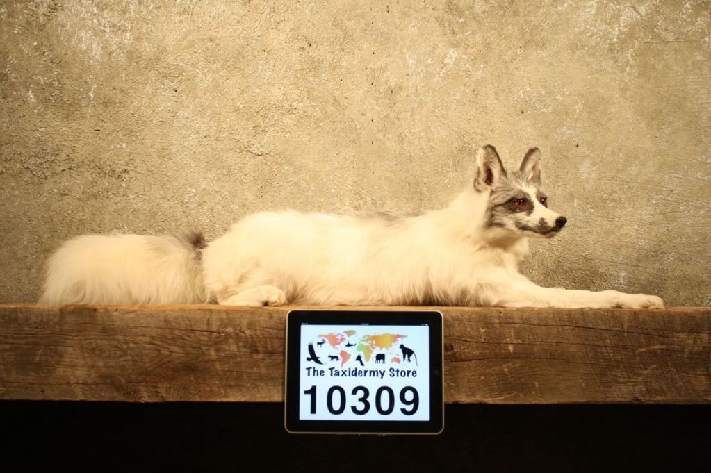 10309 Arctic White Marble Fox Life Size Taxidermy Mount ArticGray 