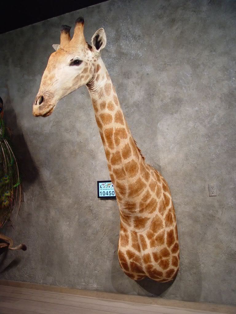 #10450 E | African Giraffe Shoulder Taxidermy Head Mount | Safari | eBay