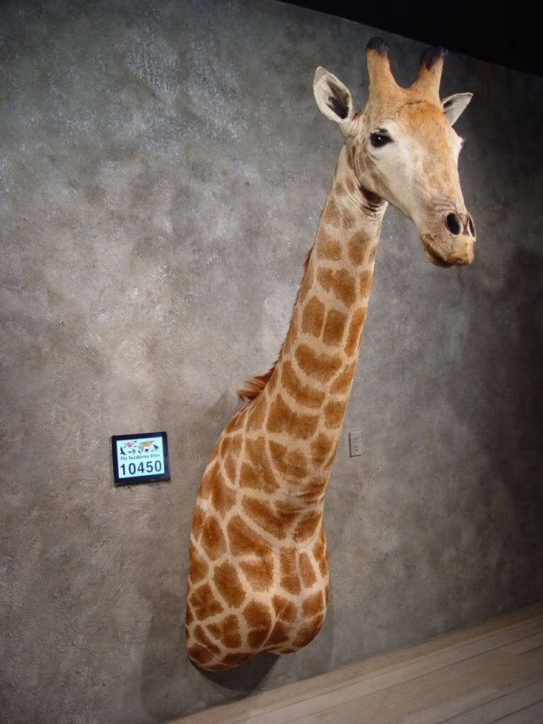 #10450 E | African Giraffe Shoulder Taxidermy Head Mount | Safari | eBay