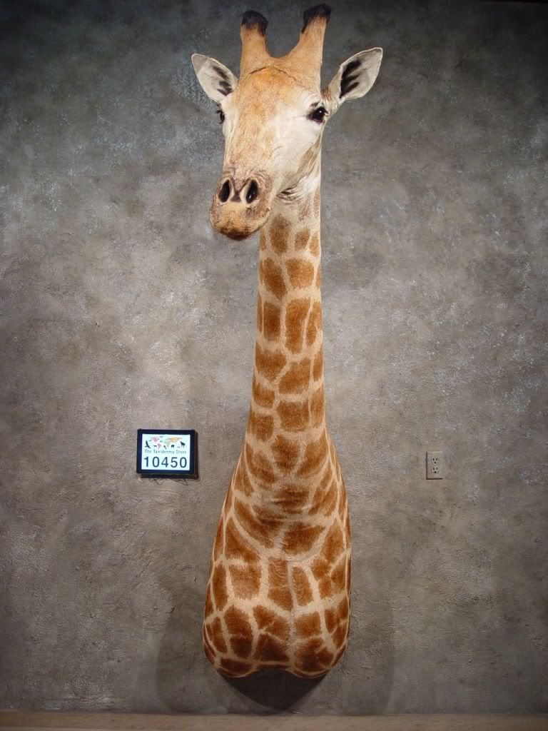 #10450 E | African Giraffe Shoulder Taxidermy Head Mount | Safari | eBay