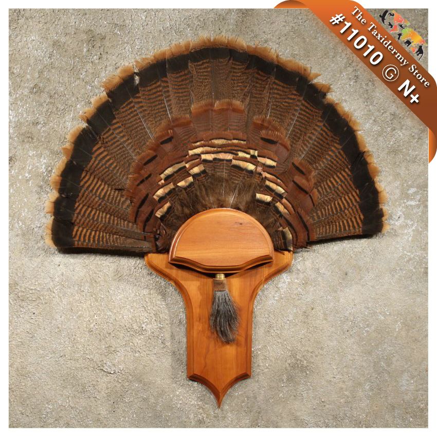 #11010 N+ | Wild Turkey Fan Tail & Beard Taxidermy Mount Wood Plaque | eBay