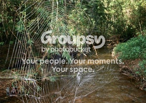 ��� ������� ������ ������ ������� �� ������� big-spider-web.jpg
