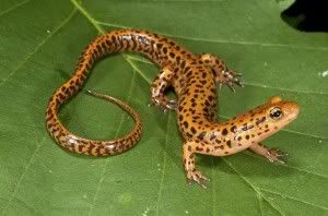 Long Tail Keyword Long Tail Keywords