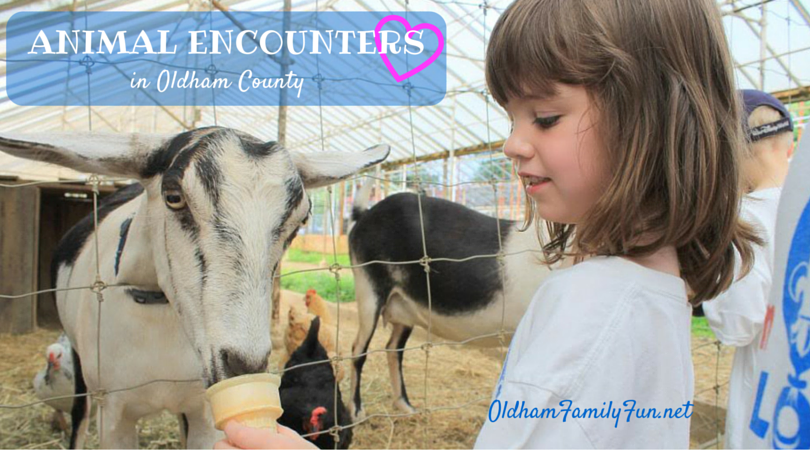  photo Animal Encounters Header 2_zpsgdikk1dt.png