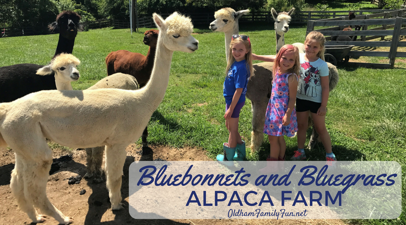  photo Bluebonnets and Bluegrass Alpaca Farm_zpso3kjmojs.png
