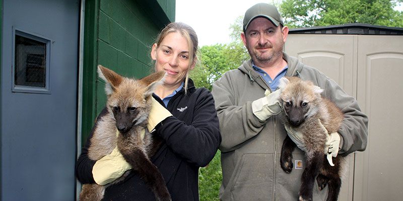  photo maned-wolf_zpshmbkuwug.jpg