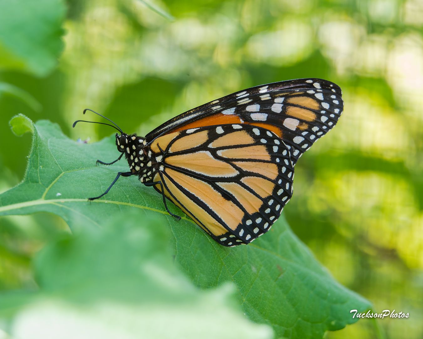  photo Butterflies and Catepillars-2042_zpssa5ixmag.jpg