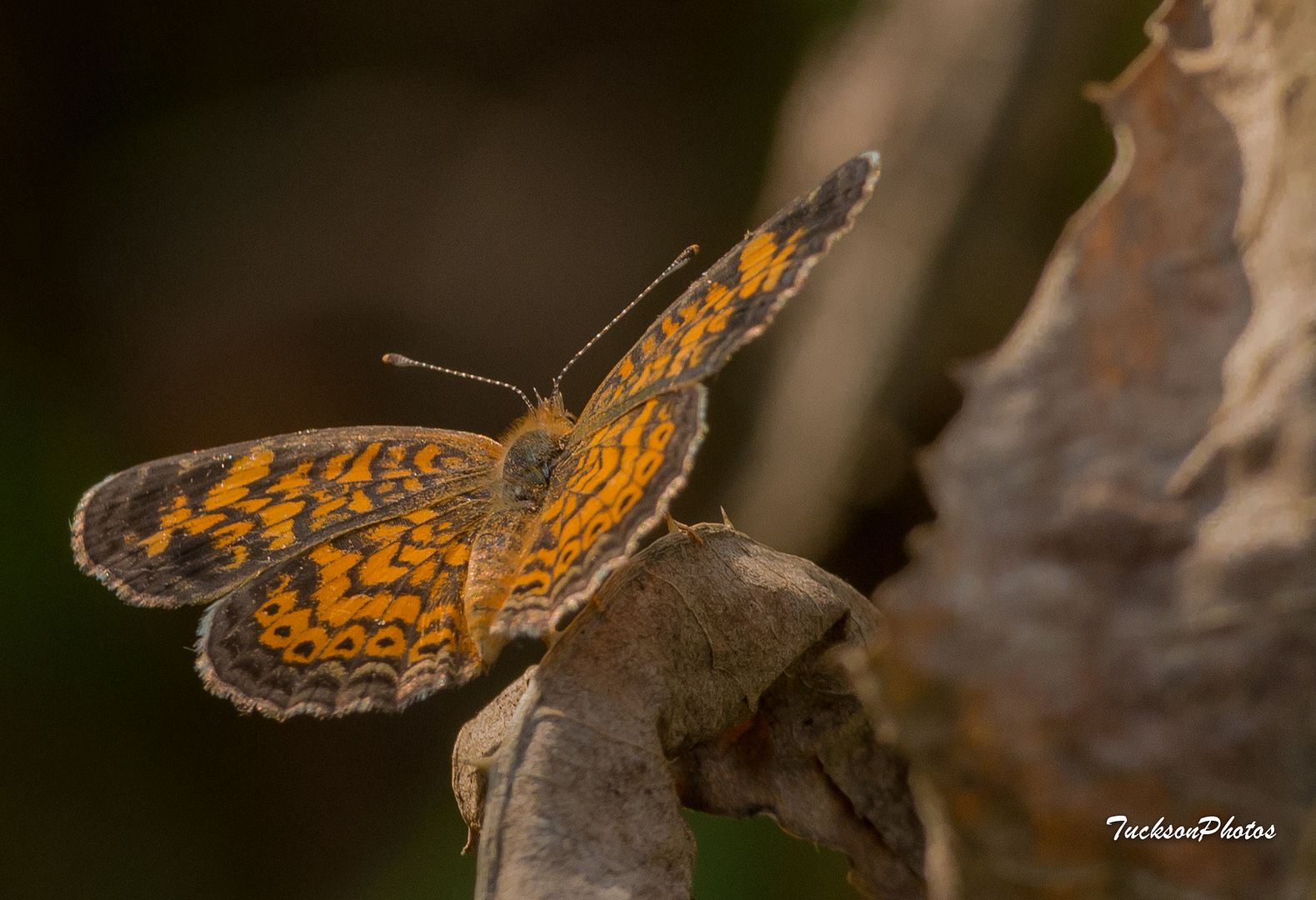  photo Butterflies and Catepillars-2_zpsqsxarsje.jpg