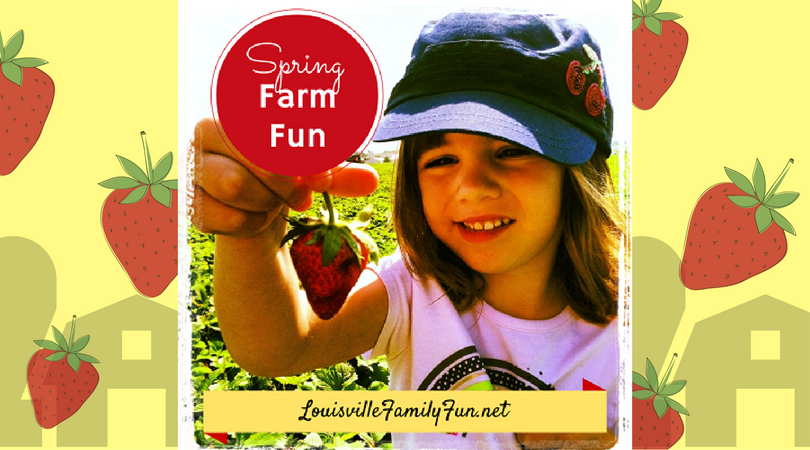 strawberry picking louisville farms