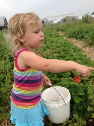 strawberry picking gallrein farms